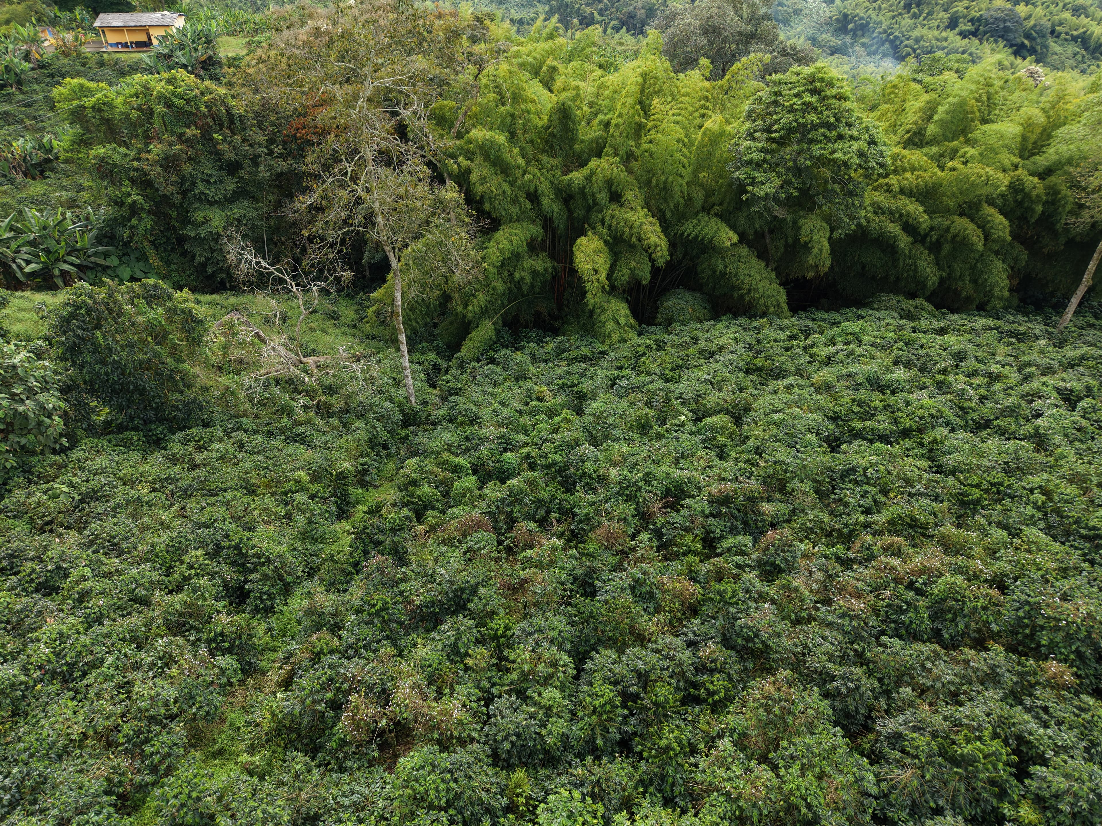 Coffee farms aerial