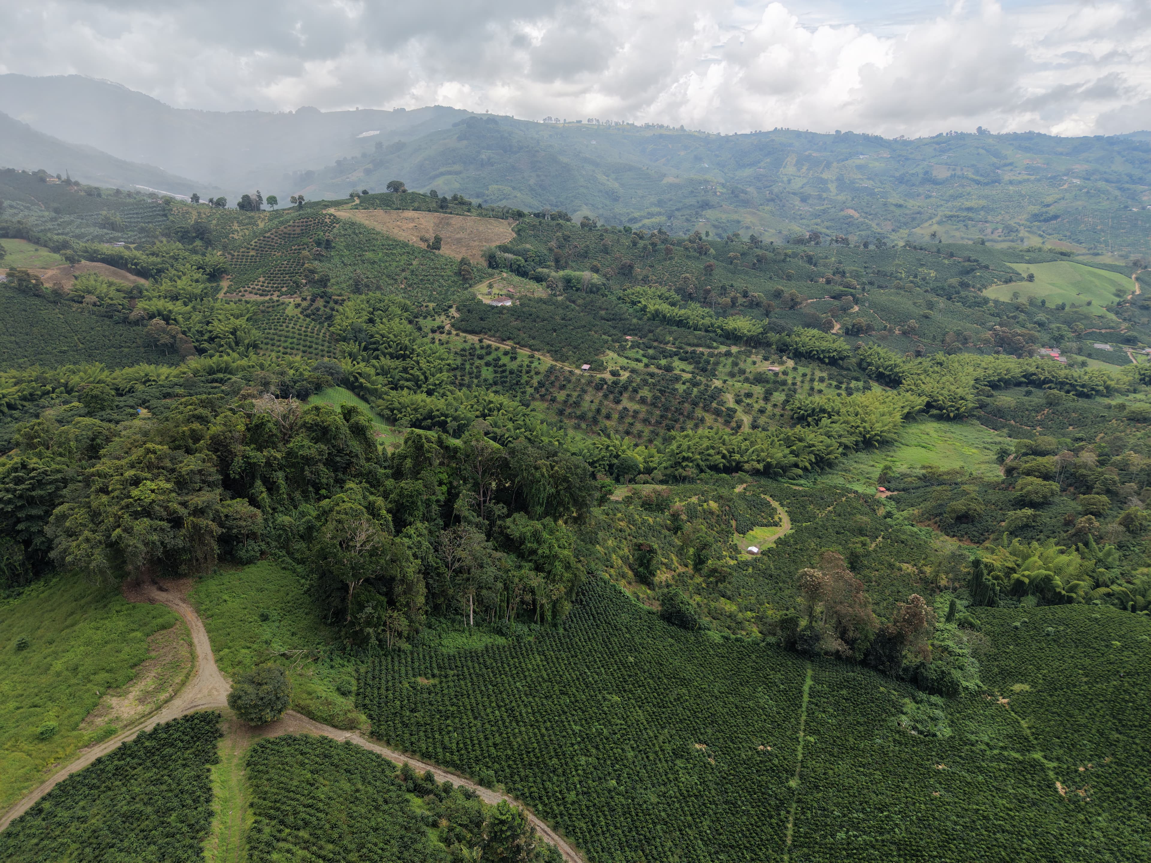 Particular Coffee farm landscape