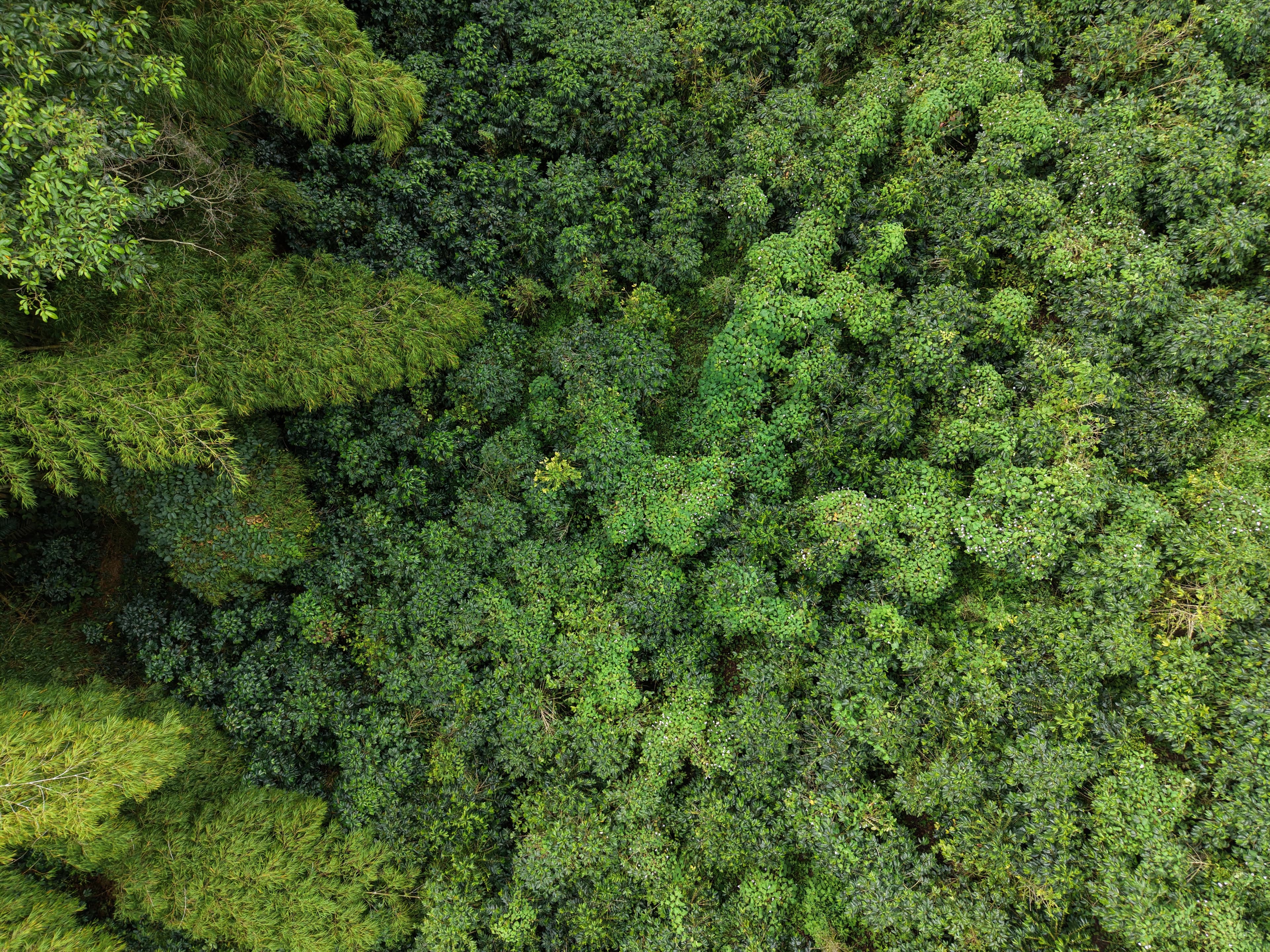 Aerial view of the Particular Coffee farms in the Colombian Andes